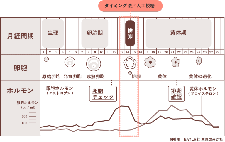 不妊治療は「タイミング法」からスタートするのが基本