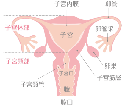 原因不明妊娠の2割が「ピックアップ障害」